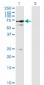 STXBP1 Antibody (monoclonal) (M01)